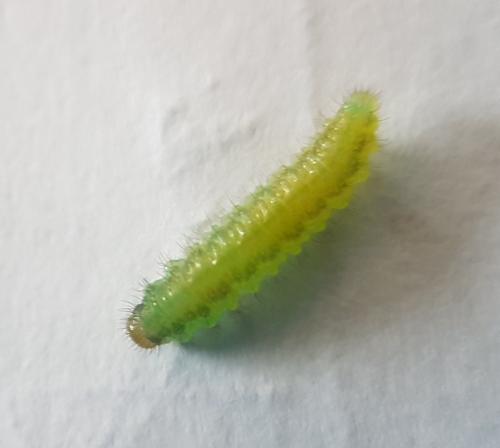 Cladius pectinicornis